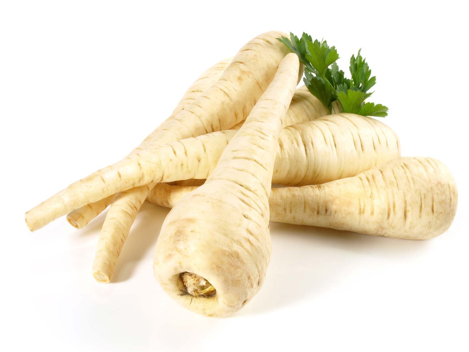 4 Stück Pastinaken auf weißem Untergrund